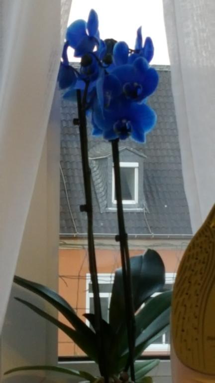 Apartment Am Kaiserplatz Düren - Eifel 외부 사진